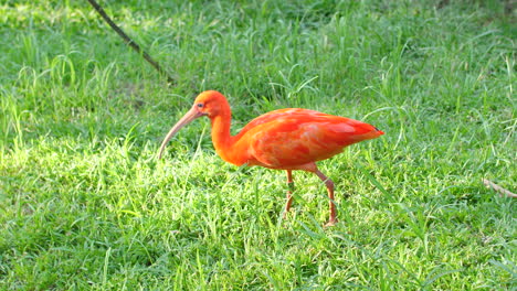 Ibis-Escarlata-Comiendo-En-La-Hierba-Del-Zoológico-De-La-Guayana-Francesa.